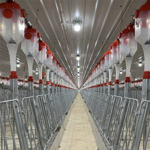 avtomatski sistem za krmljenje s plosko verigo za prašiče